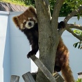 実際訪問したユーザーが直接撮影して投稿した桜町動物園鯖江市 西山動物園の写真