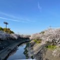 実際訪問したユーザーが直接撮影して投稿した河川山崎川の写真