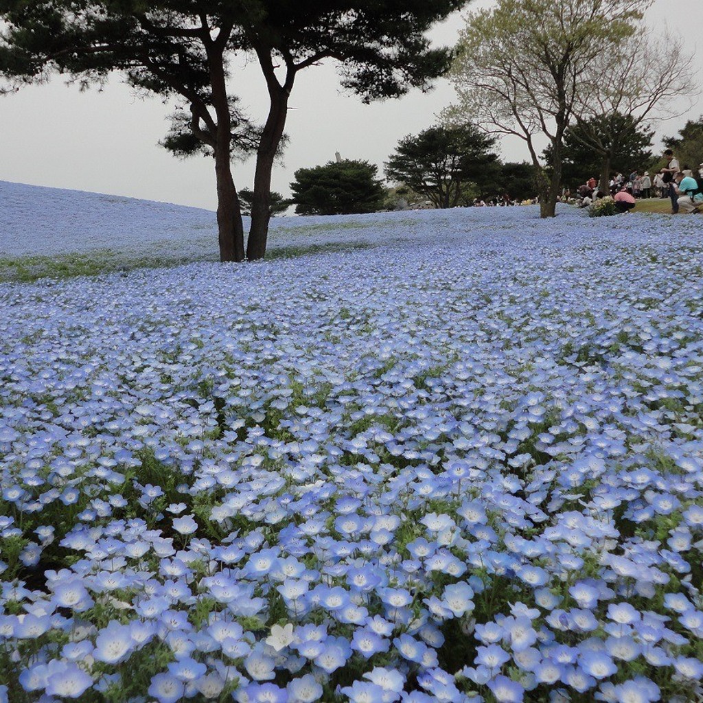 tabimaruさんが投稿した馬渡公園のお店国営ひたち海浜公園/コクエイヒタチカイヒンコウエンの写真