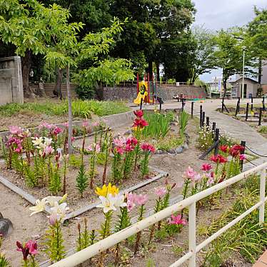 実際訪問したユーザーが直接撮影して投稿した城山町公園城山公園の写真