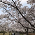 実際訪問したユーザーが直接撮影して投稿した開成公園開成山公園の写真