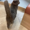 実際訪問したユーザーが直接撮影して投稿した大名テーマカフェ猫カフェ ミャオの写真