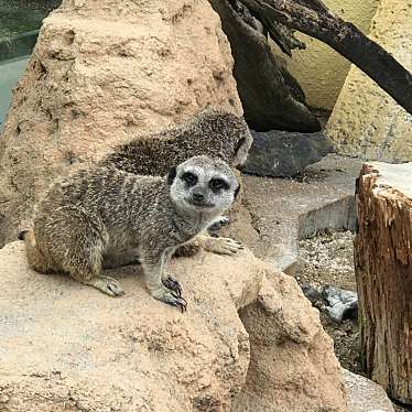 東武動物公園のundefinedに実際訪問訪問したユーザーunknownさんが新しく投稿した新着口コミの写真