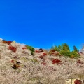実際訪問したユーザーが直接撮影して投稿した川見町桜の名所川見四季桜の里の写真