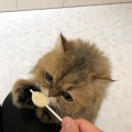 実際訪問したユーザーが直接撮影して投稿した新鎌ケ谷テーマカフェ猫喫茶 空陸家plus アクロスモール新鎌ケ谷店の写真