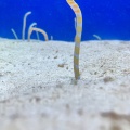 実際訪問したユーザーが直接撮影して投稿した浅虫水族館 / アクアリウム青森県営浅虫水族館の写真