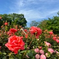 実際訪問したユーザーが直接撮影して投稿した本町西公園与野公園の写真