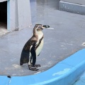 実際訪問したユーザーが直接撮影して投稿した老松町動物園野毛山動物園の写真