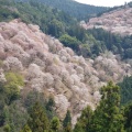 実際訪問したユーザーが直接撮影して投稿した吉野山神社吉水神社の写真