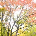 実際訪問したユーザーが直接撮影して投稿した北二条東公園永山記念公園の写真