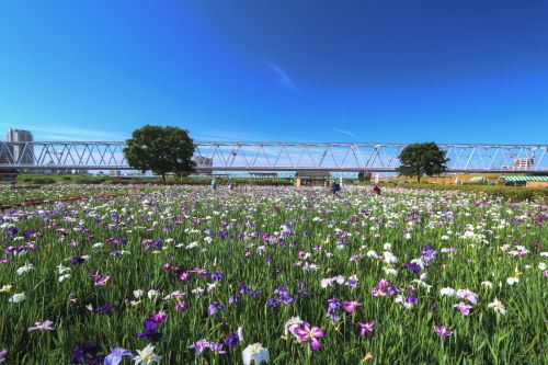 実際訪問したユーザーが直接撮影して投稿した北小岩庭園小岩菖蒲園の写真