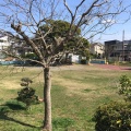 実際訪問したユーザーが直接撮影して投稿した片瀬山公園片瀬山北公園の写真