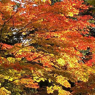 ははみんさんが投稿した池寺寺のお店湖東三山 西明寺/サイミョウジの写真