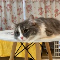 実際訪問したユーザーが直接撮影して投稿した山下町カフェ猫ちゃんといっしょの写真