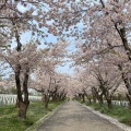 実際訪問したユーザーが直接撮影して投稿した厚田区望来公園戸田記念墓地公園の写真