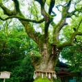 実際訪問したユーザーが直接撮影して投稿した神宮神社熱田神宮の写真