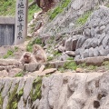 実際訪問したユーザーが直接撮影して投稿した平穏動物園地獄谷野猿公苑の写真