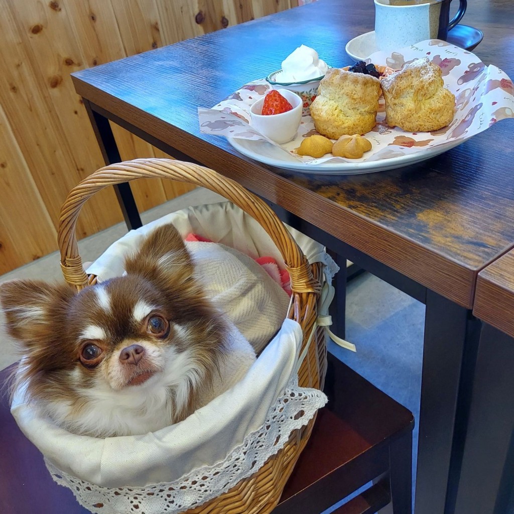 JJmamaさんが投稿した金谷町カフェのお店Dogcafe story/ドッグ カフェ ストーリーの写真