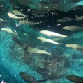 実際訪問したユーザーが直接撮影して投稿した瀬戸水族館 / アクアリウム城崎マリンワールドの写真