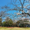 実際訪問したユーザーが直接撮影して投稿した扇ガ谷公園源氏山公園の写真