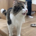 実際訪問したユーザーが直接撮影して投稿した白鳥町カフェCat Cafe MOFF イオンモール豊川店の写真