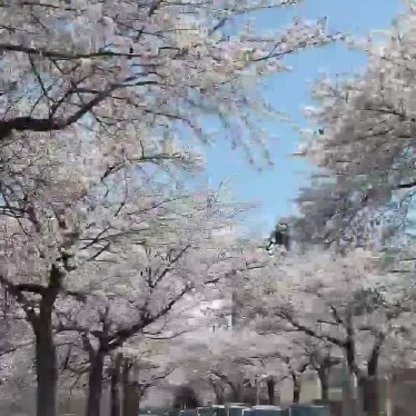 実際訪問したユーザーが直接撮影して投稿した小白川町桜の名所馬見ヶ崎さくらラインの写真