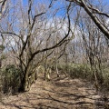 実際訪問したユーザーが直接撮影して投稿した山 / 峠金時山の写真