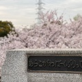 実際訪問したユーザーが直接撮影して投稿した品川町公園荒子川公園の写真