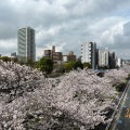 実際訪問したユーザーが直接撮影して投稿した木場橋木場公園大橋の写真