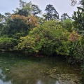 実際訪問したユーザーが直接撮影して投稿した浮島地域名所浮島の森の写真