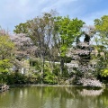 実際訪問したユーザーが直接撮影して投稿した菊名公園菊名池公園の写真