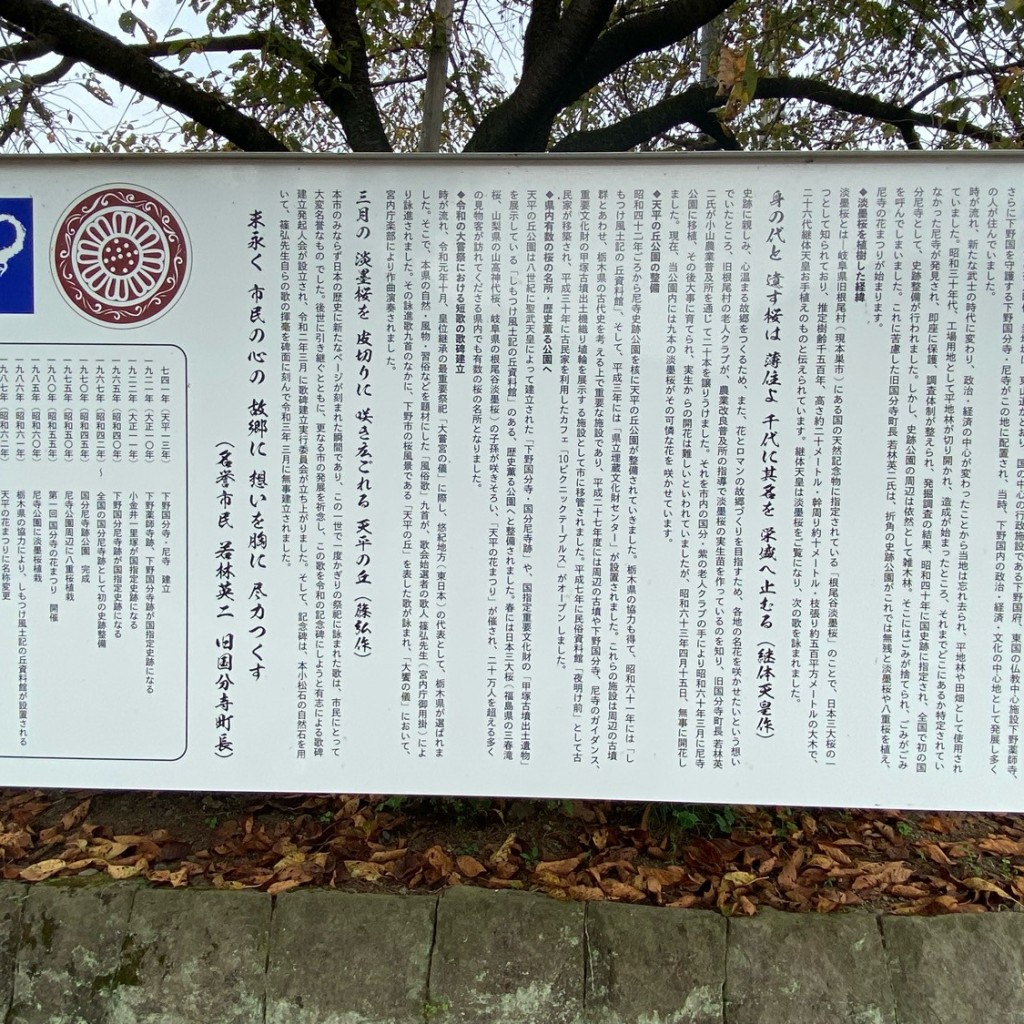 実際訪問したユーザーが直接撮影して投稿した国分寺広場天平の丘公園花広場の写真