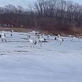 実際訪問したユーザーが直接撮影して投稿した下雪裡生息地 / 群生地・飛来地鶴見台の写真