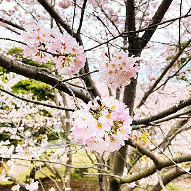 実際訪問したユーザーが直接撮影して投稿した西彼町白崎郷公園四本堂公園の写真