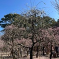 実際訪問したユーザーが直接撮影して投稿した藤方神社結城神社の写真