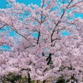 実際訪問したユーザーが直接撮影して投稿した一番堀通町公園白山公園の写真