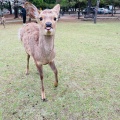 実際訪問したユーザーが直接撮影して投稿した登大路町公園奈良公園 登大路園地の写真