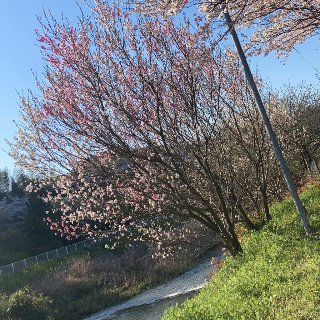 実際訪問したユーザーが直接撮影して投稿した小竹焼鳥鳥嘉 小竹店の写真