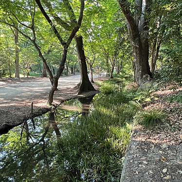 実際訪問したユーザーが直接撮影して投稿した下鴨泉川町自然名所糺ノ森の写真