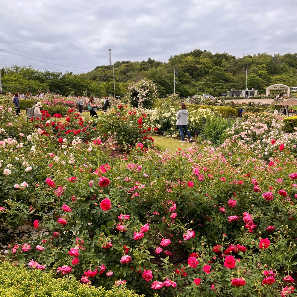 実際訪問したユーザーが直接撮影して投稿した幡代植物園 / 樹木園デビッド・オースチン・ロージズイングリッシュローズガーデンの写真