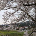 実際訪問したユーザーが直接撮影して投稿した大嶺町東分桜の名所美祢さくら公園の写真