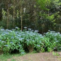 実際訪問したユーザーが直接撮影して投稿した新庄植物園 / 樹木園やまぐちフラワーランドの写真