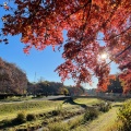 実際訪問したユーザーが直接撮影して投稿した多磨町公園武蔵野公園の写真