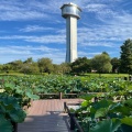 実際訪問したユーザーが直接撮影して投稿した小針公園古代蓮の里の写真