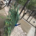 実際訪問したユーザーが直接撮影して投稿した山小川動物園サユリ・ワールドの写真