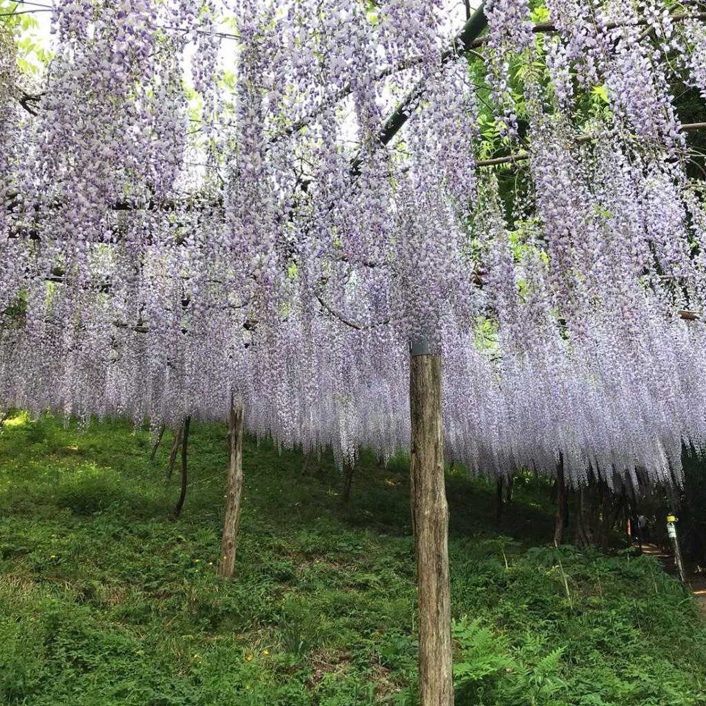 実際訪問したユーザーが直接撮影して投稿した蕨地域名所くろさわ藤園の写真