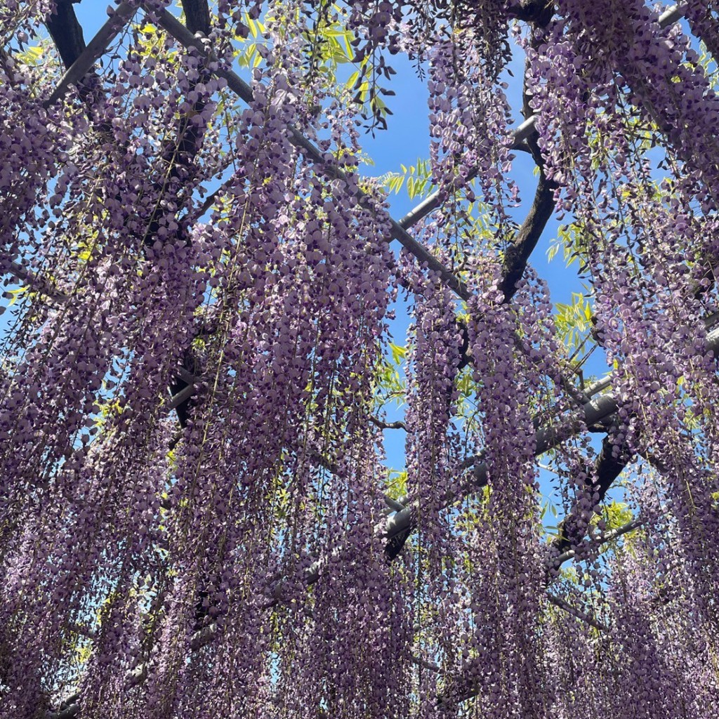 かつかつ2400さんが投稿した迫間町植物園 / 樹木園のお店あしかがフラワーパーク/アシカガフラワーパークの写真