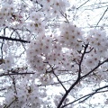 実際訪問したユーザーが直接撮影して投稿した田園調布自然名所田園調布二丁目の桜並木の写真