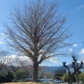 実際訪問したユーザーが直接撮影して投稿した久野公園大イチョウの写真