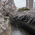 実際訪問したユーザーが直接撮影して投稿した河川神田川の写真